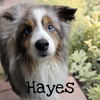 Hayes