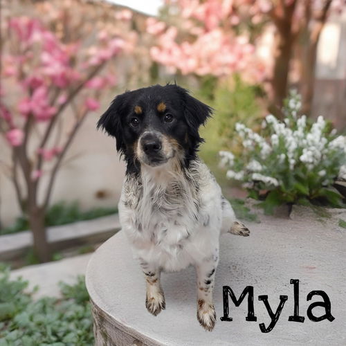 Myla