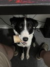 Luna (a courtesy listing in St Louis, MO)