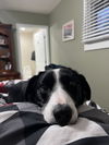 Luna (a courtesy listing in St Louis, MO)