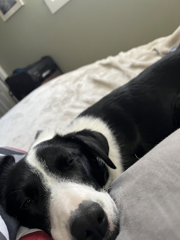 Luna (a courtesy listing in St Louis, MO)