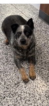 Molly the Cattle Dog