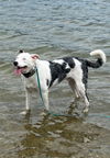 Shuggie (a courtesy listing in Indianapolis, IN)