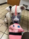 Shuggie (a courtesy listing in Indianapolis, IN)