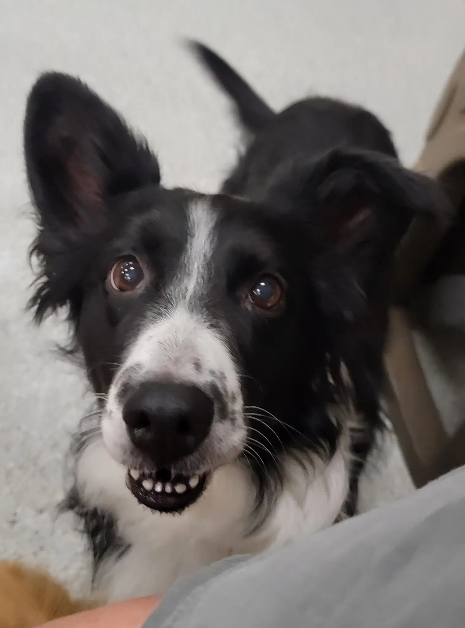 Hilda Hildie - Border Collie