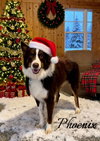 Phoenix