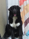 Shadow (a courtesy listing in Batesville IN)