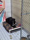 Shadow (a courtesy listing in Batesville IN)