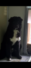 Shadow (a courtesy listing in Batesville IN)