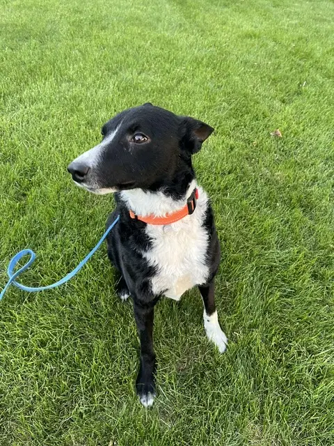 Jesse A Courtesy Listing In Northern Il - Border Collie