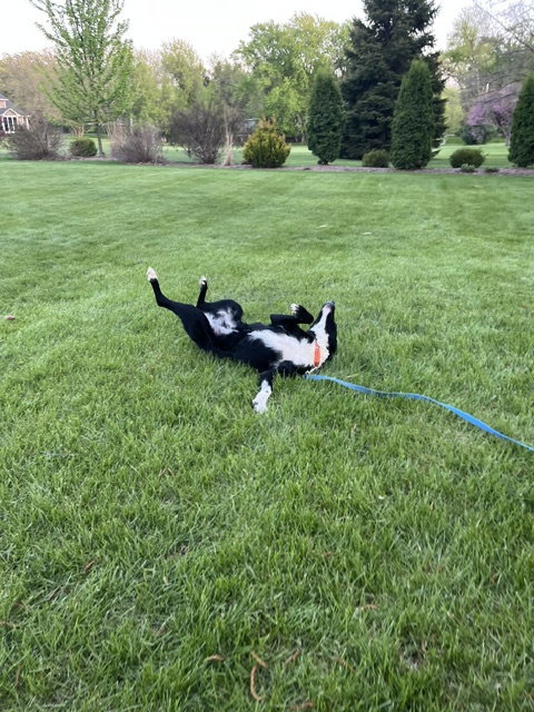 Jesse (a courtesy listing in Northern IL)