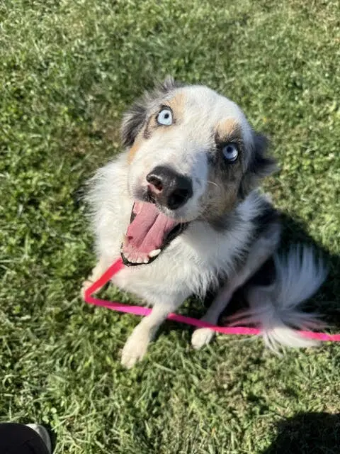Slick A Courtesy Listing In Waterloo Il - Border Collie
