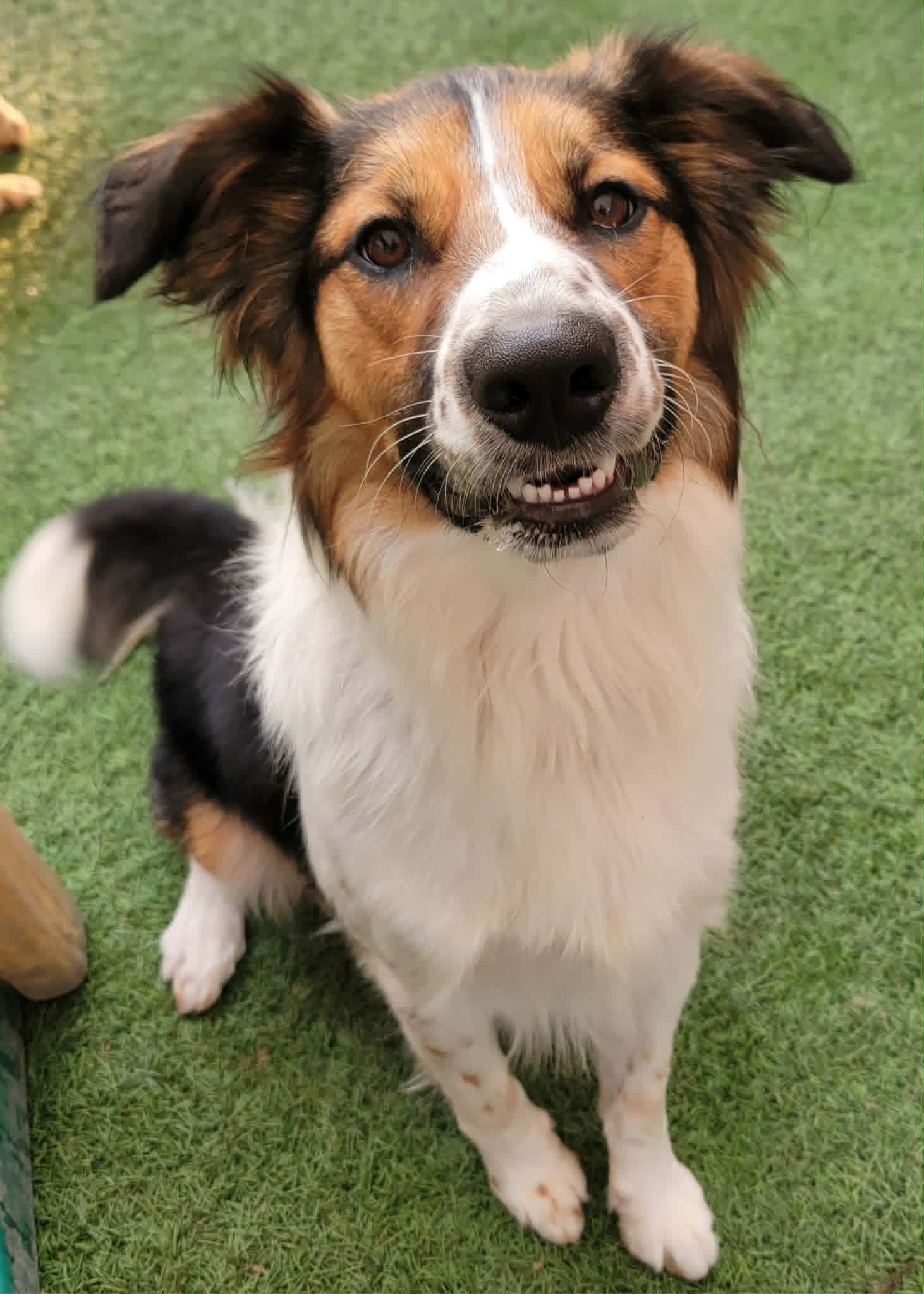 Rocky - English Shepherd