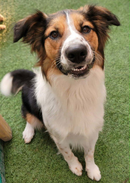 picture of the dog needing adoption