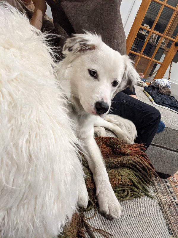 Lady (a courtesy listing in Oak Park, IL)