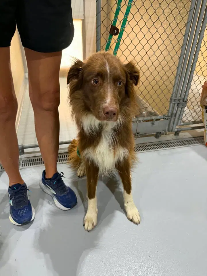 Mongo - Border Collie