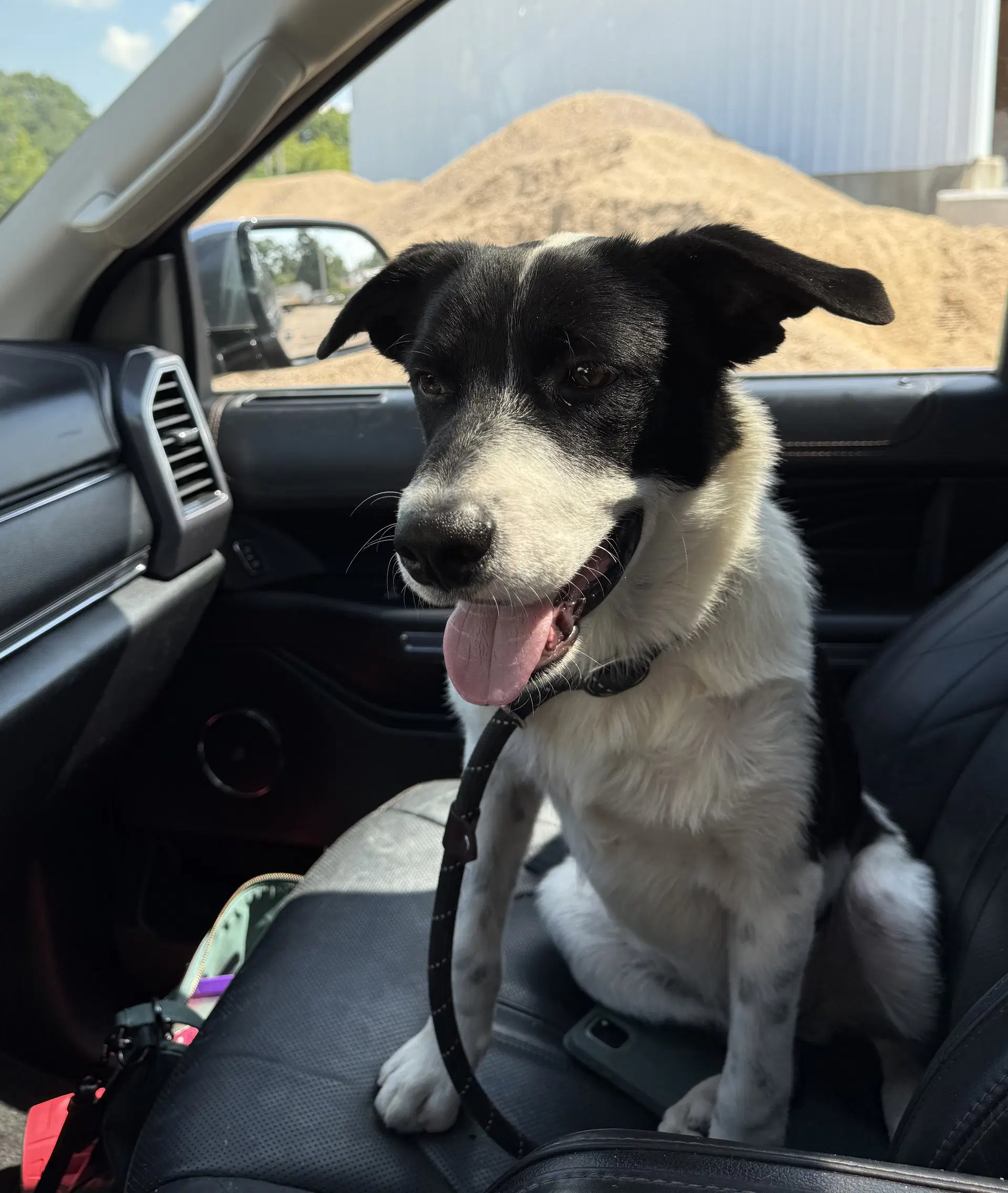 Danny - Border Collie