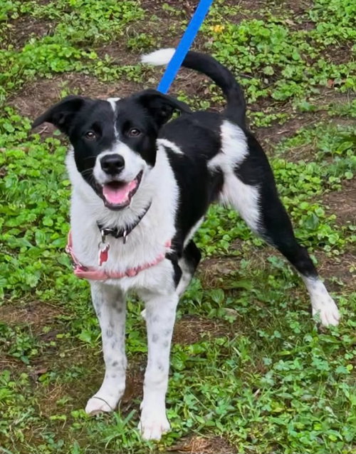 picture of the dog needing adoption