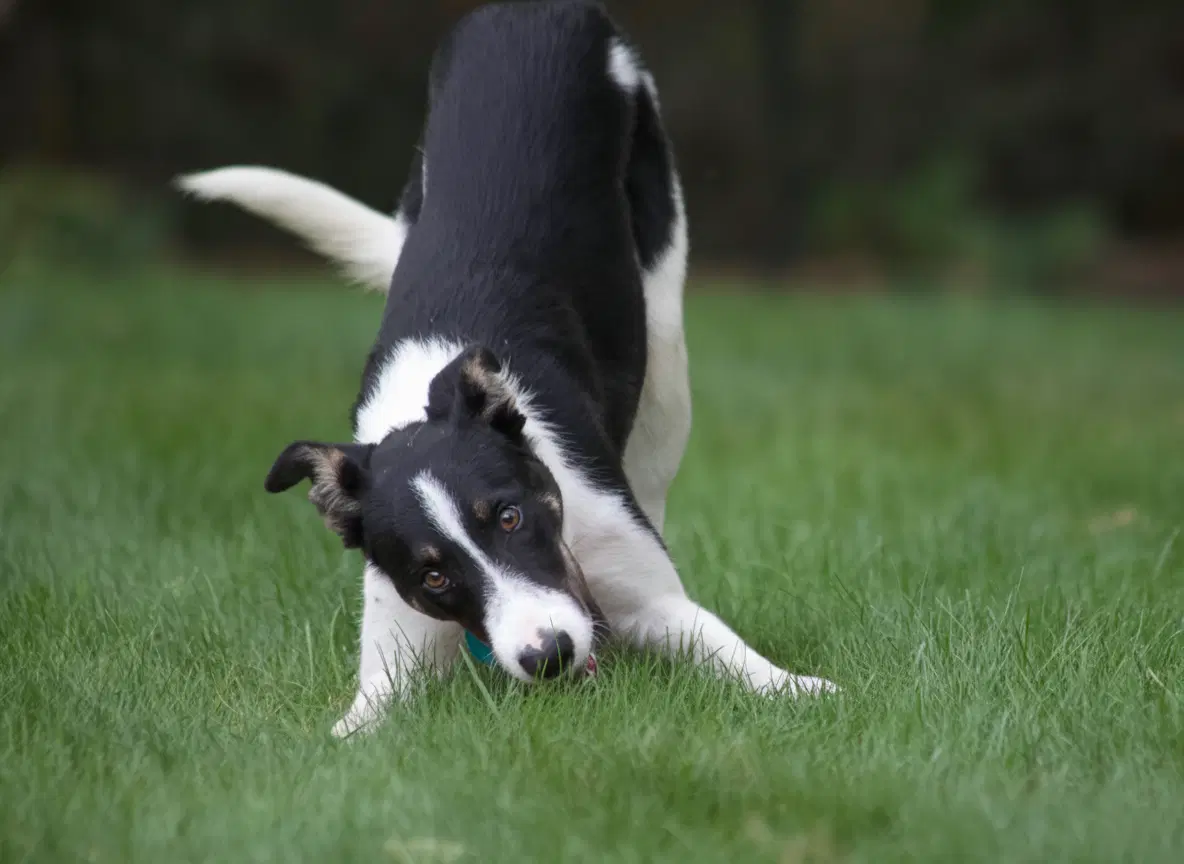 Scout image 2