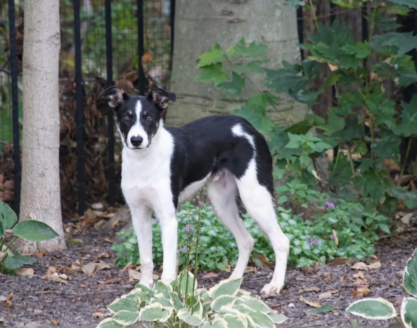 Scout image 3