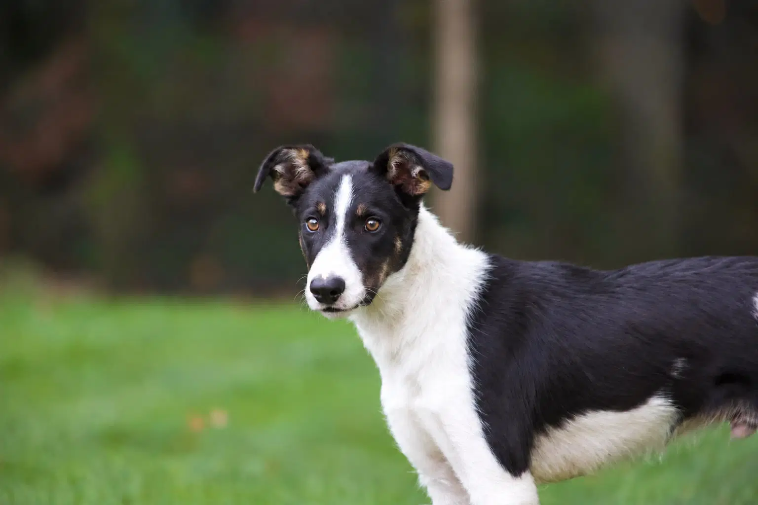 Scout image 4