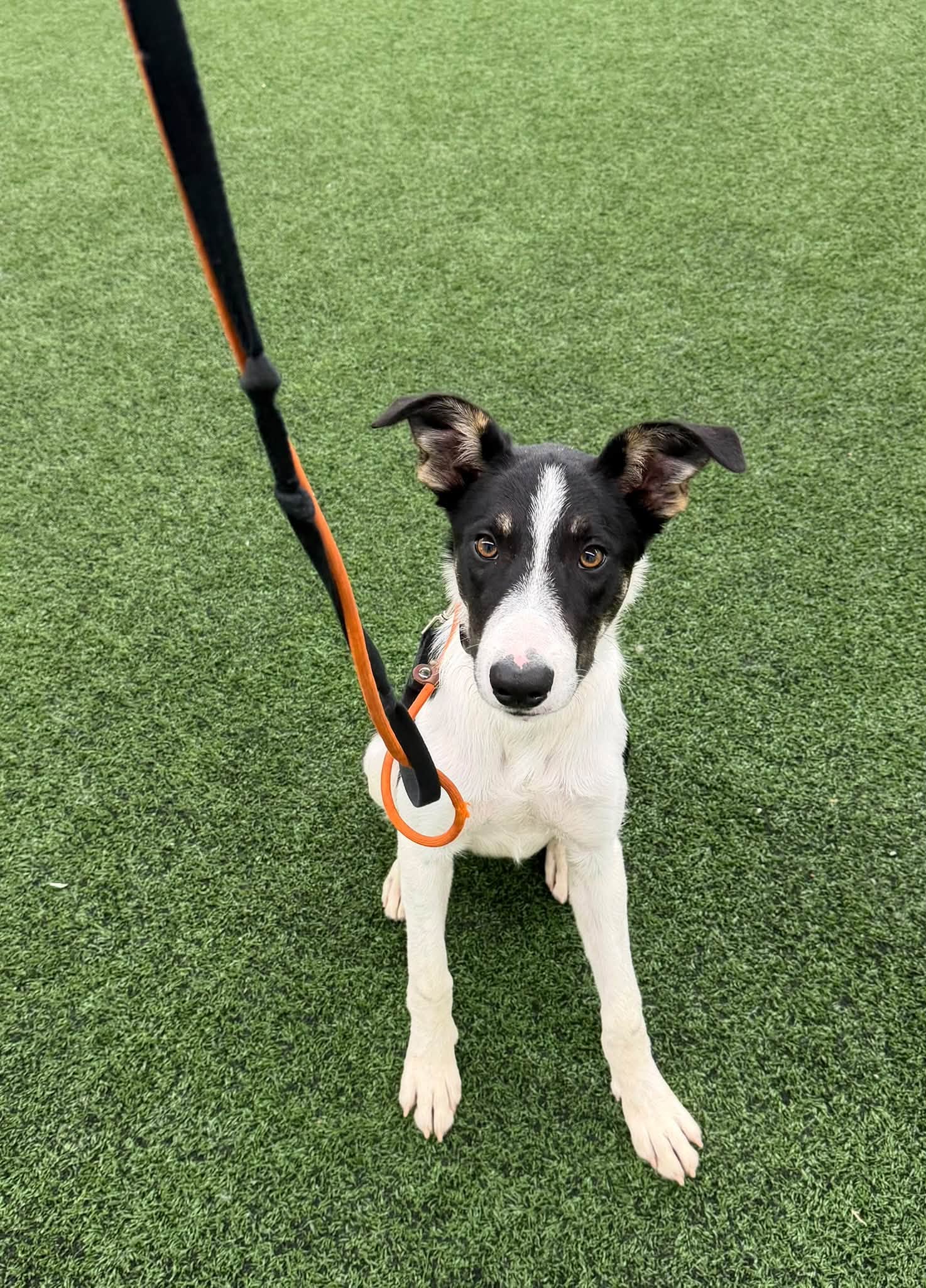 Scout - Border Collie