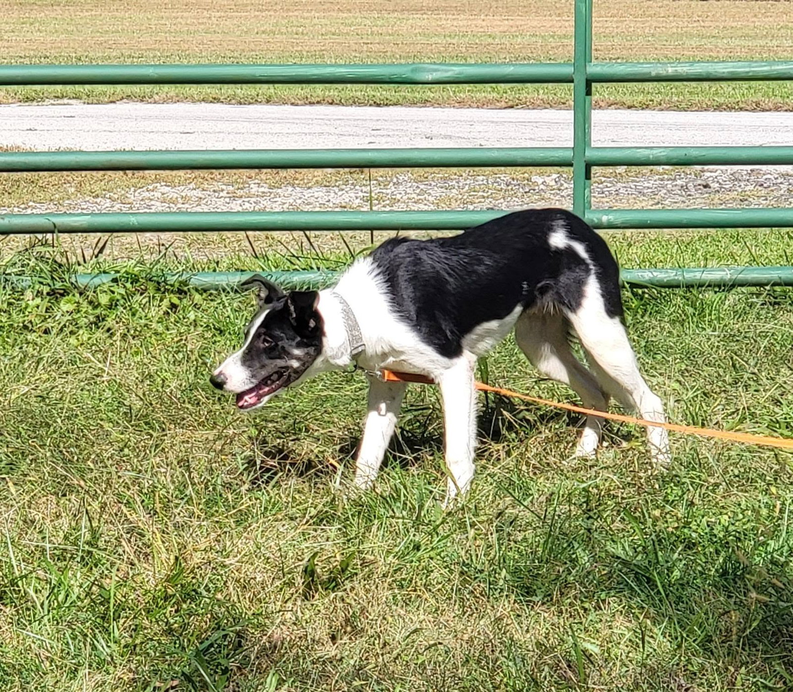 Scout, photo 10