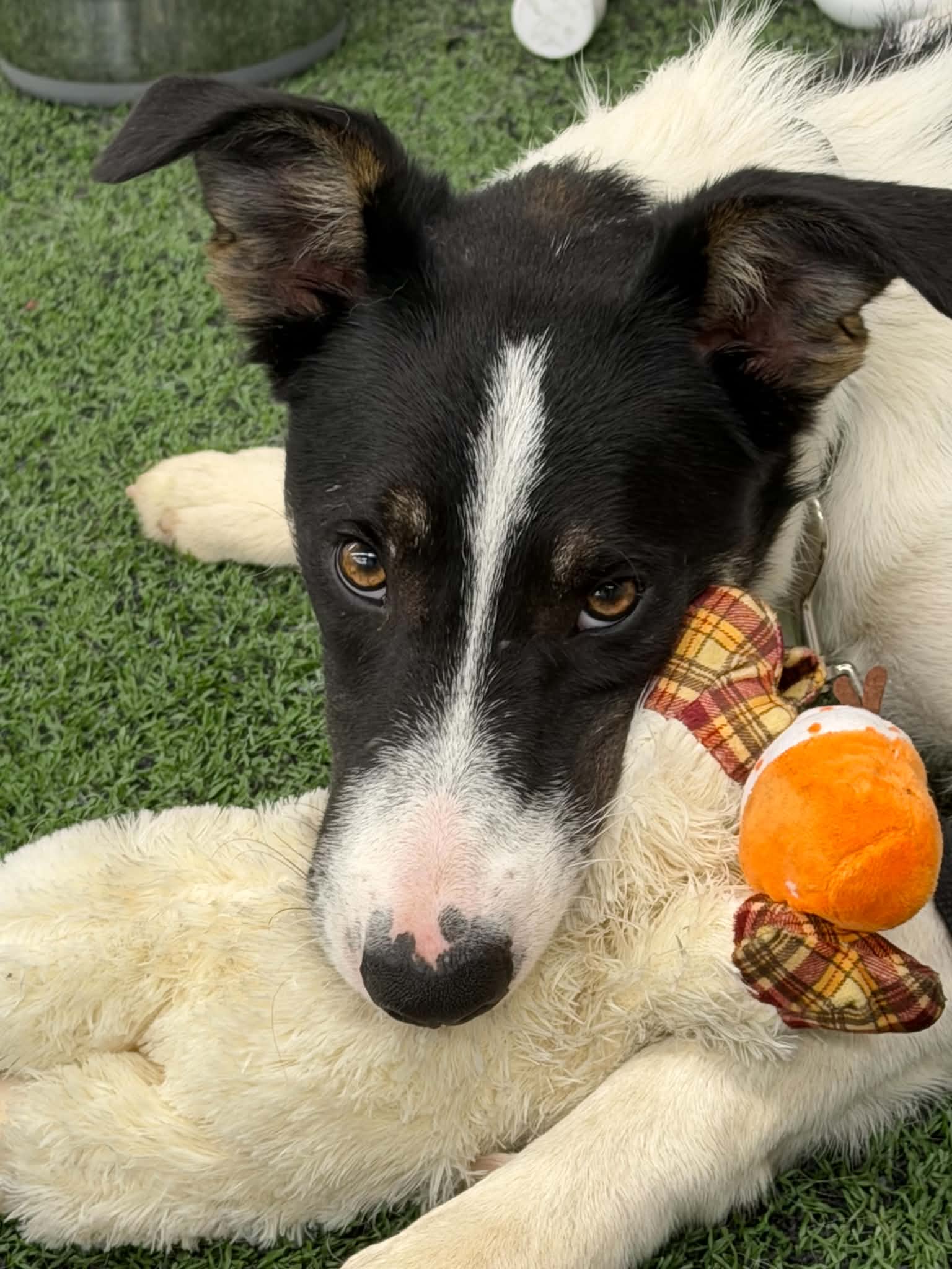 Scout, photo 16