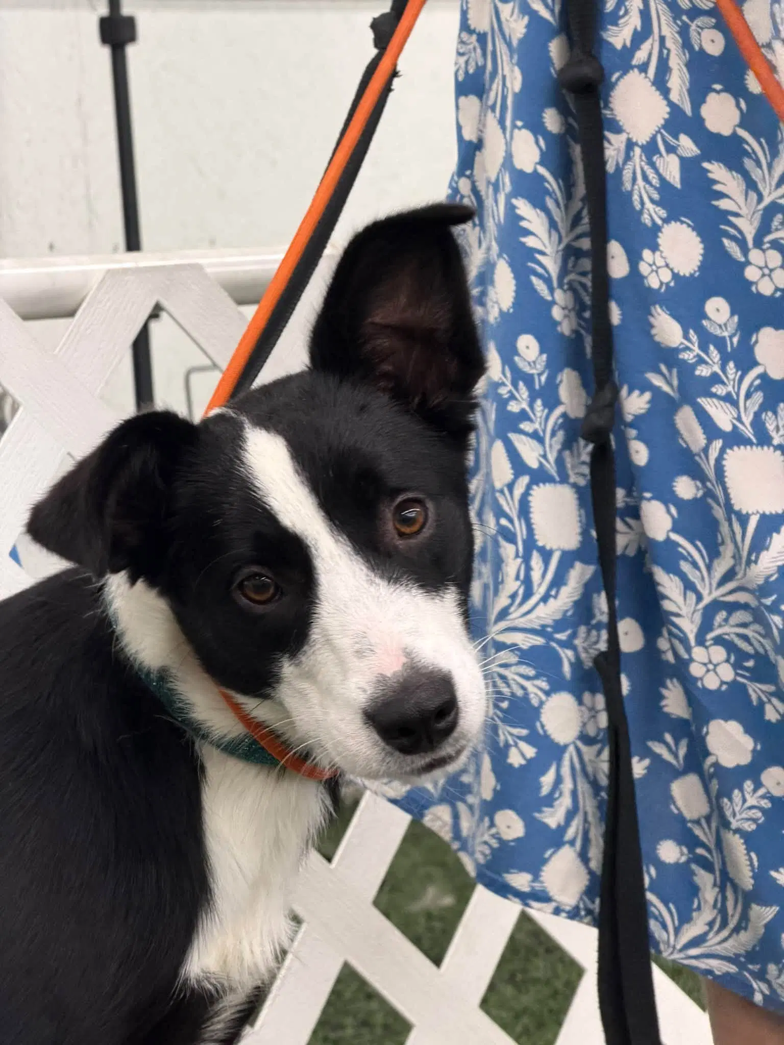 Tana - Border Collie