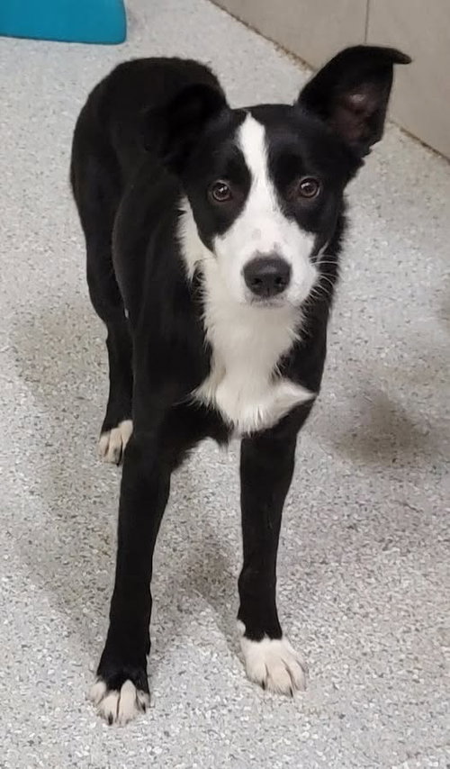 Tana, a dog for adoption from Come Bye Border Collie Rescue