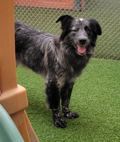 Salem, a dog for adoption from Come Bye Border Collie Rescue