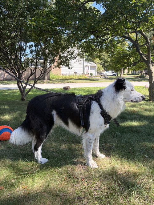 Photo 2 of Oliver (a courtesy listing in Glenview IL)