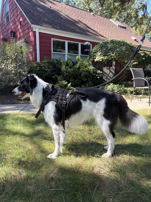 Photo 3 of Oliver (a courtesy listing in Glenview IL)