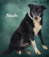 Noah