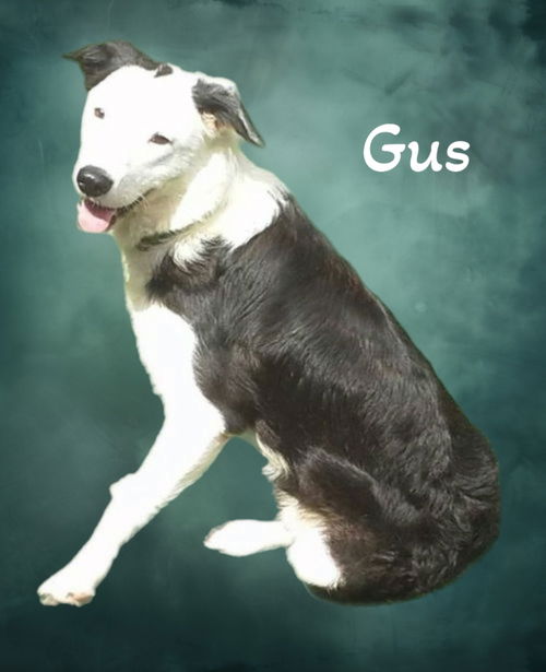 Gus