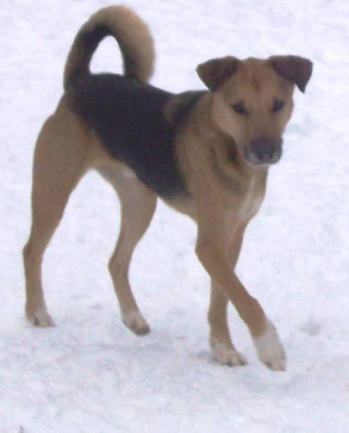 Starsky