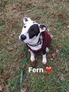 Fern