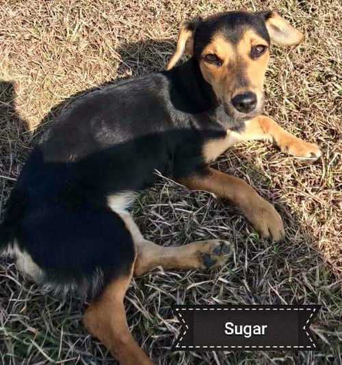 Sugar