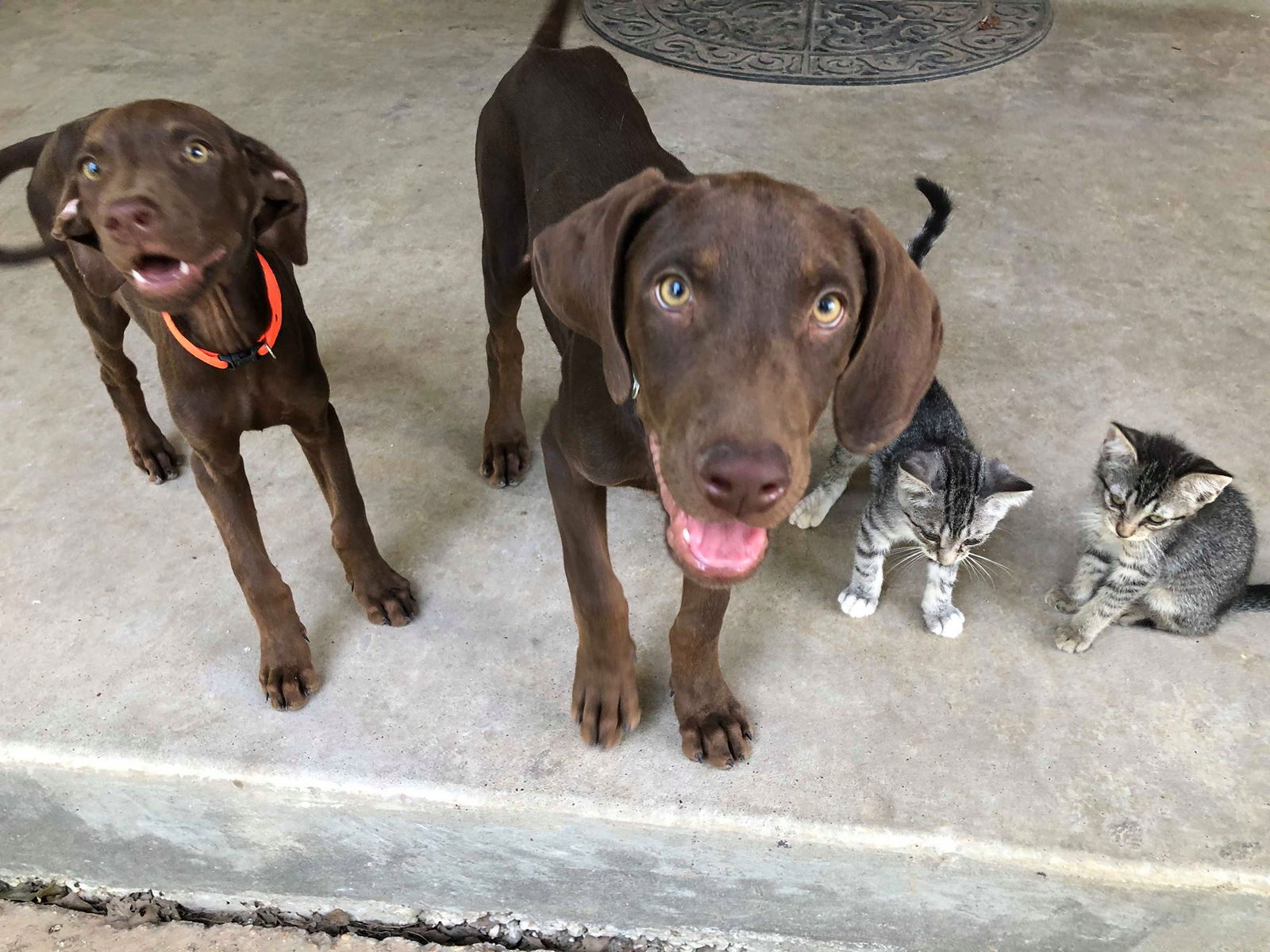 German shorthair store chocolate lab mix