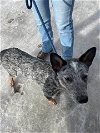 adoptable Dog in , VT named Hartley