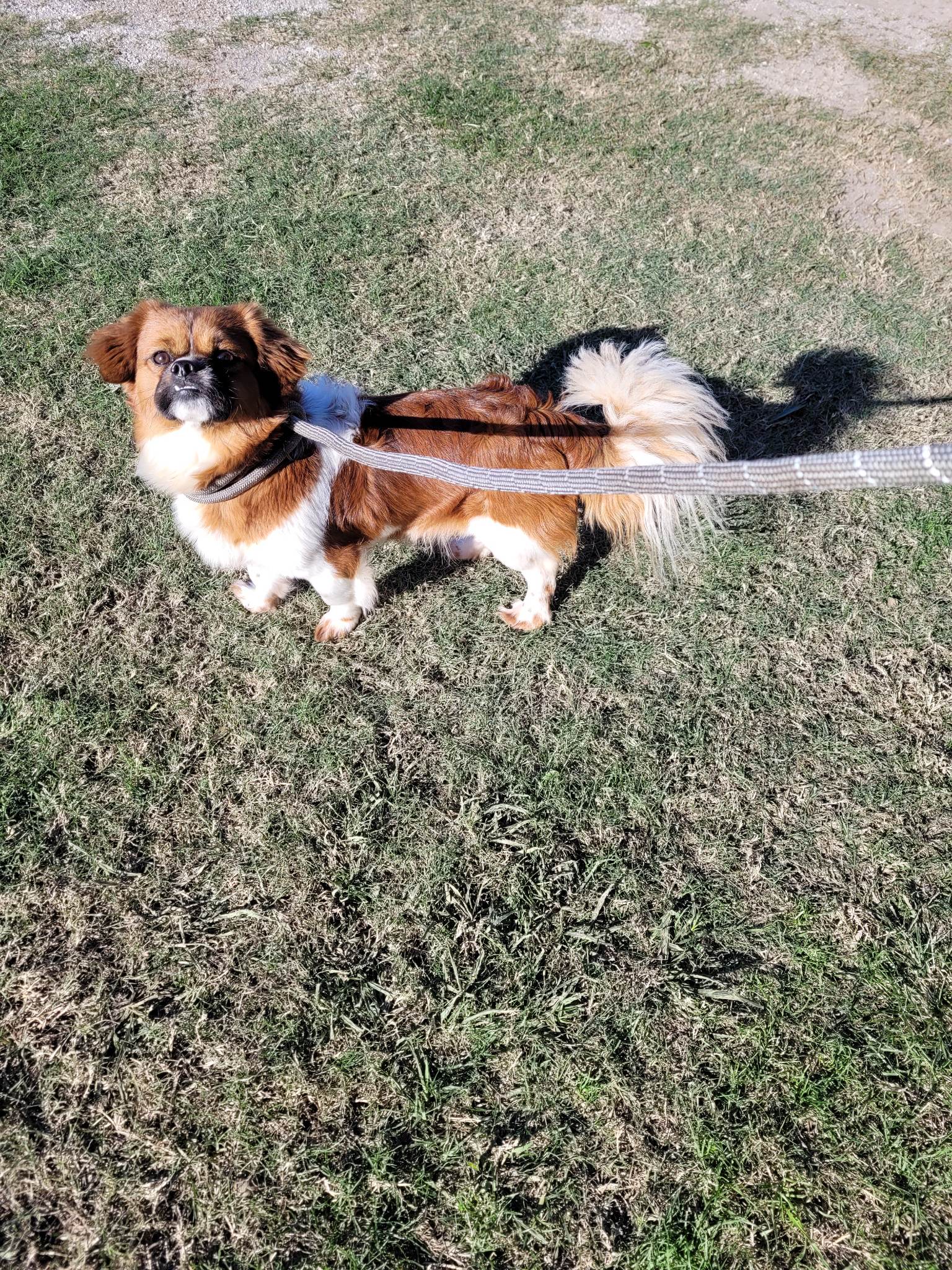 Dog for Adoption Dallas, a Cavalier King Charles Spaniel in Chelsea, VT Alpha Paw