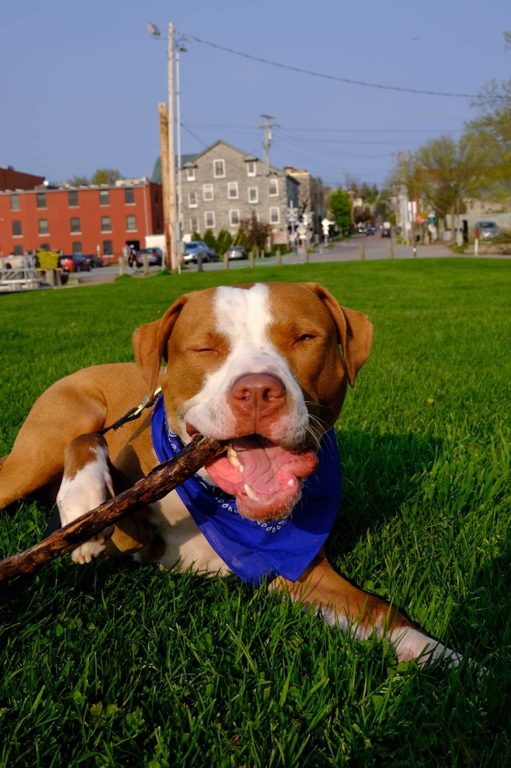 adoptable Dog in Essex Junction, VT named Blue -- Courtesy Post