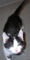 Sylvester