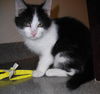 Sylvester