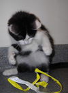 Sylvester
