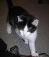 Sylvester
