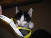 Sylvester
