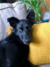 adoptable Dog in , VT named Fen -- Courtesy Post