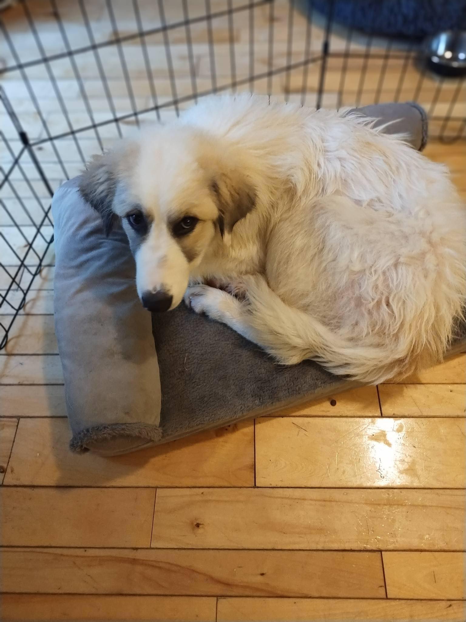Dog for Adoption - Bo, a Great Pyrenees in Caledonia County, VT | Alpha Paw