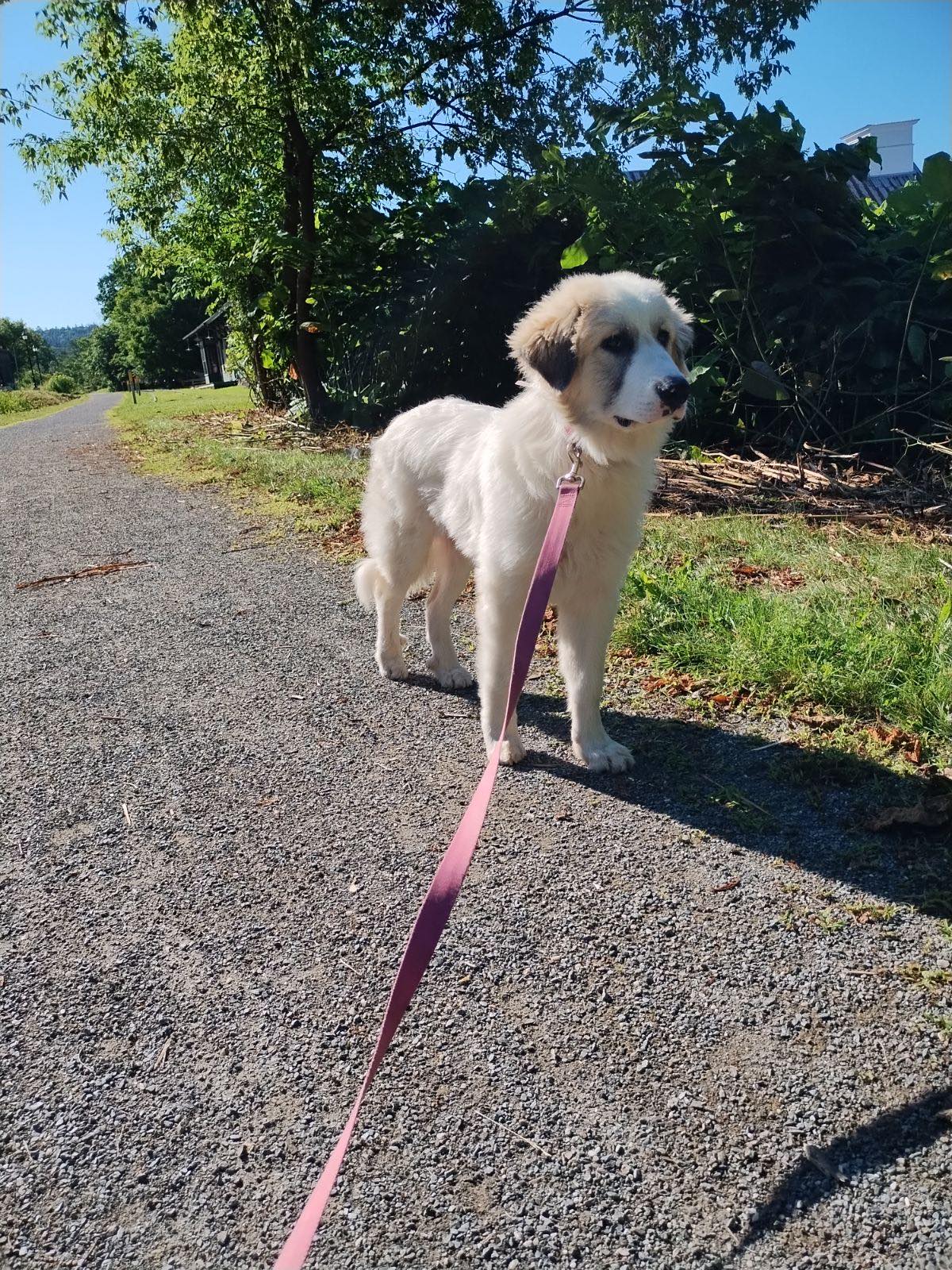 Dog for Adoption - Bo, a Great Pyrenees in Caledonia County, VT | Alpha Paw